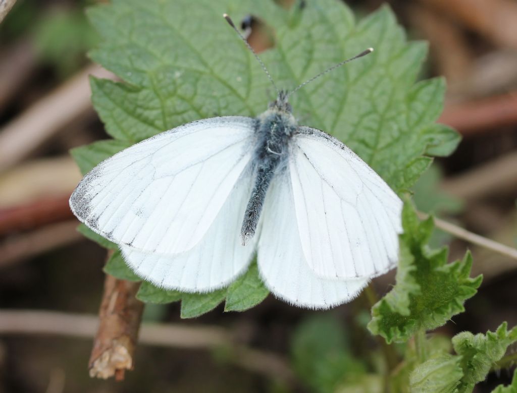 Pieris napi? S